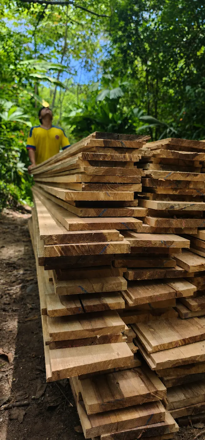 Timber prepared in the forest for El Campano